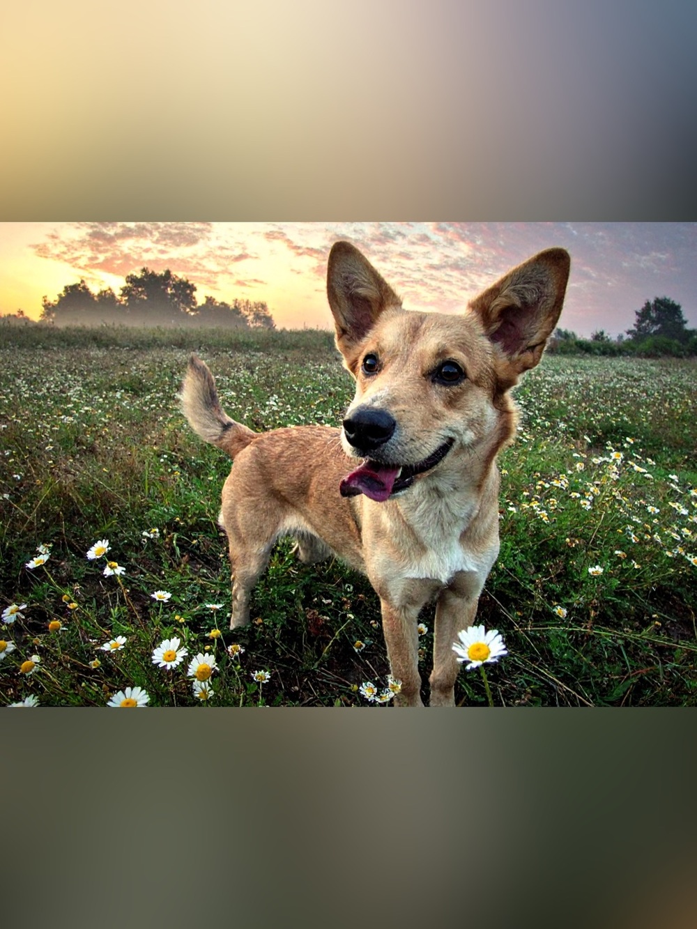 Golden Field Dog Photography Print - Tan Brown Dog Portrait